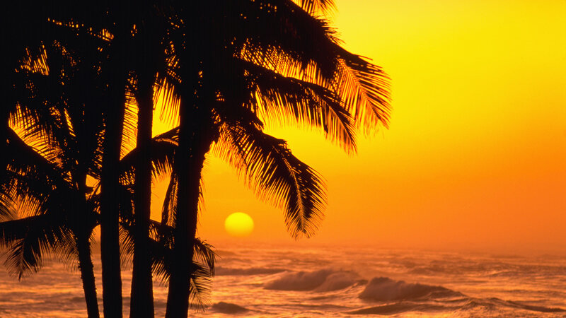 Palm Trees at Sunset — Yellow, Serene, Photograph, Ocean
