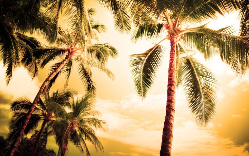 Palm Trees at Sunset — Yellow, Serene, Photograph, Sky, Clouds, Sun, Green, Brown