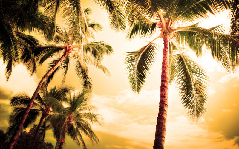 Palm Trees at Sunset — Yellow, Serene, Photograph, Sky, Clouds