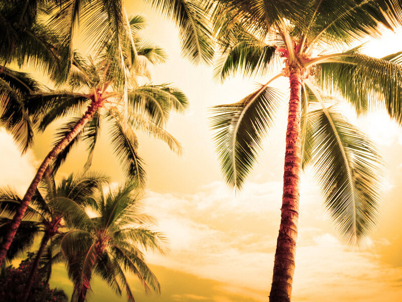 Palm Trees at Sunset — Yellow, Serene, Photograph, Sky