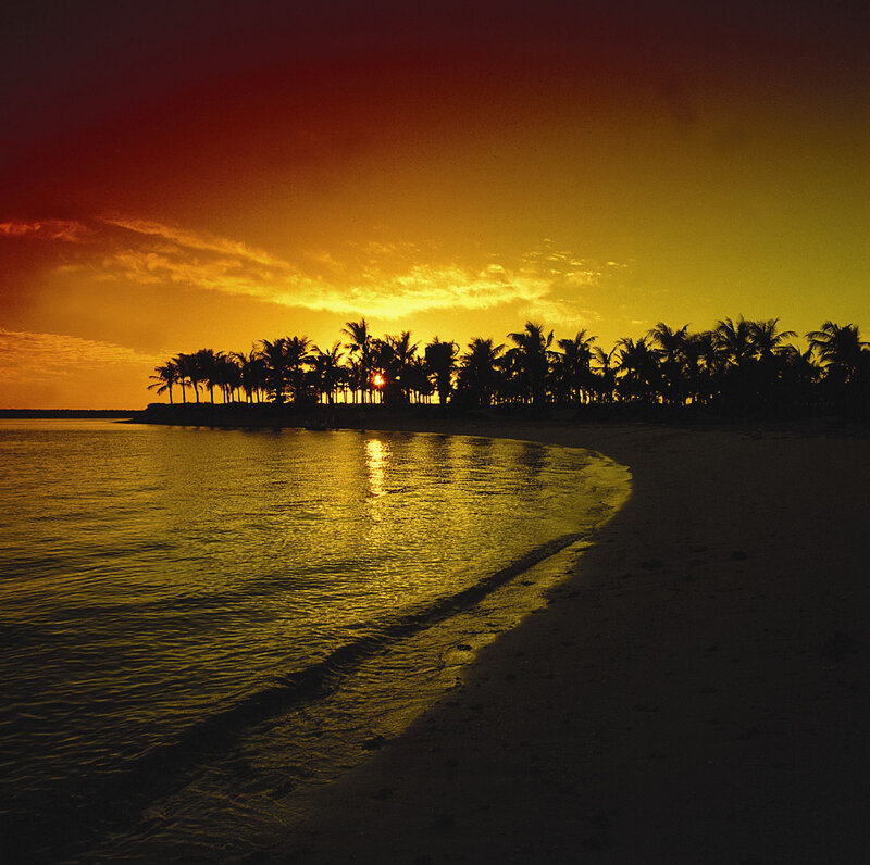 Palm Trees at Sunset — Yellow, Serene, Photograph