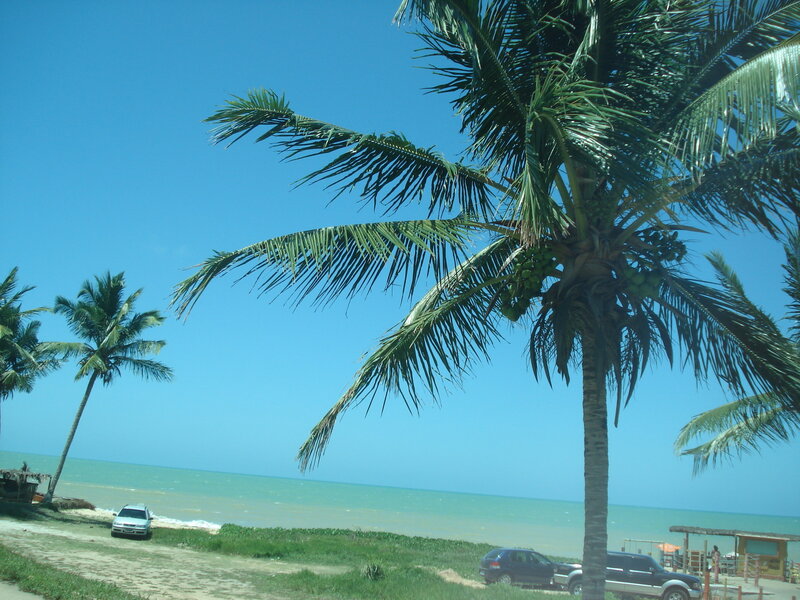 Palm trees at the beach