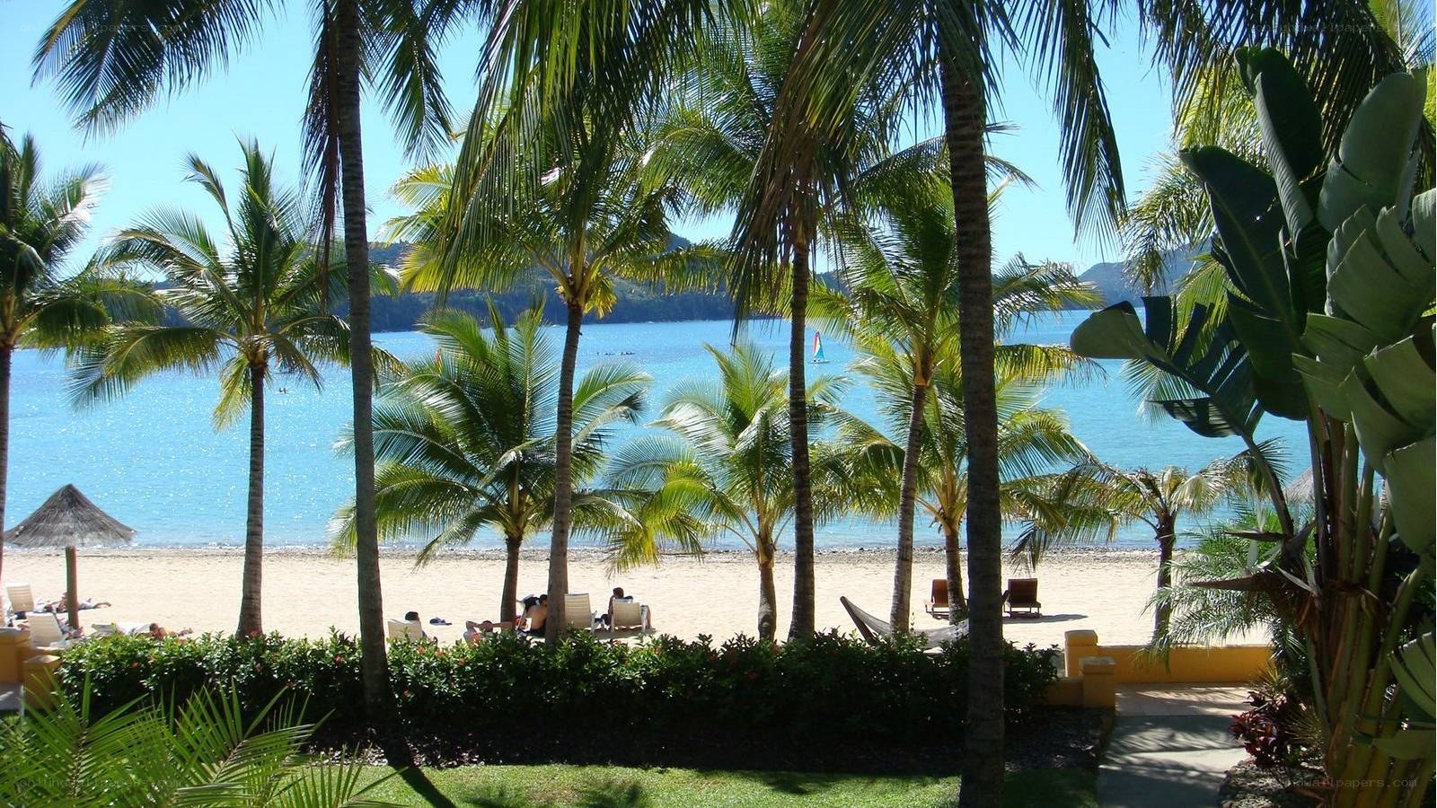 Palm trees at tropical beach