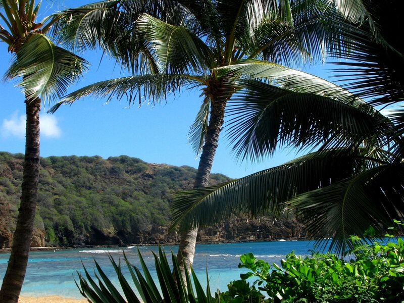 Palm Trees at Tropical Beach — Blue