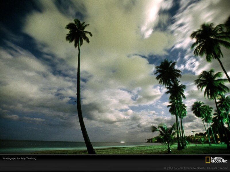 Palm trees at tropical beach