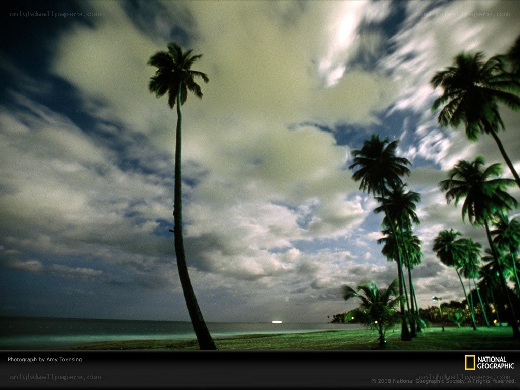 Palm trees at tropical beach