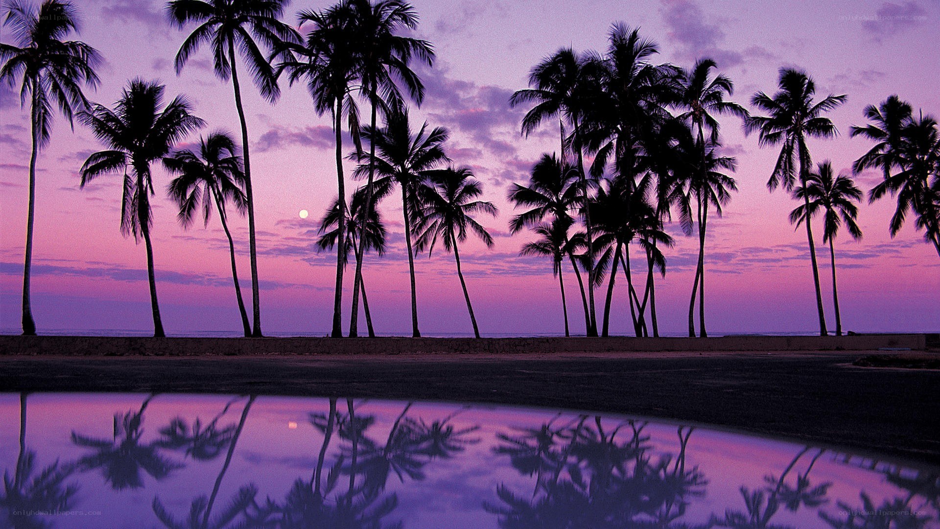palm trees at twilight