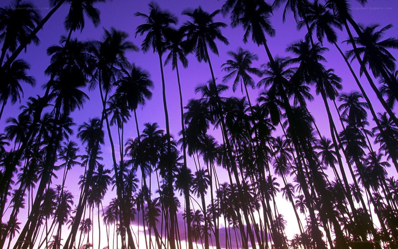 palm trees at twilight
