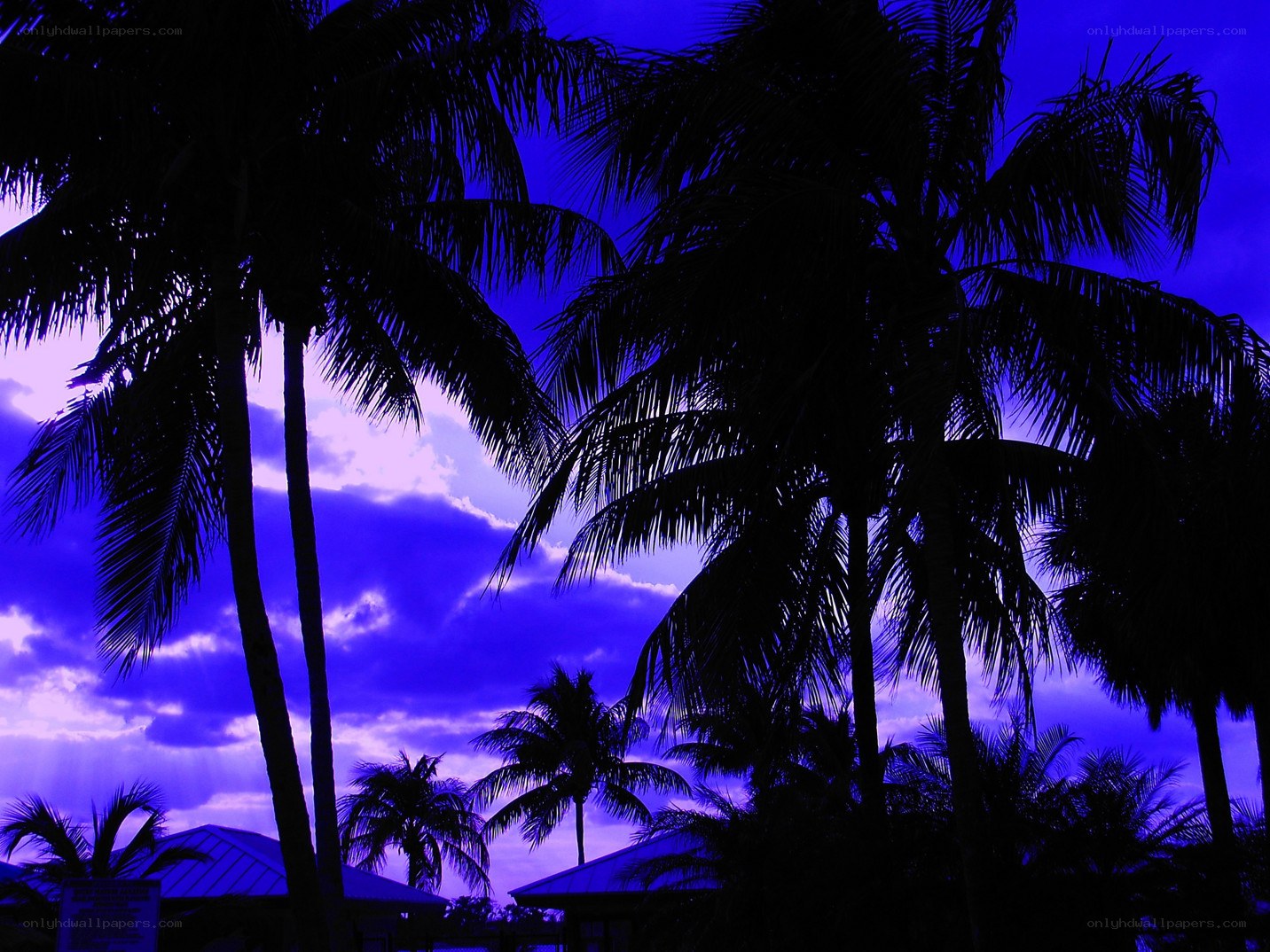palm trees at twilight