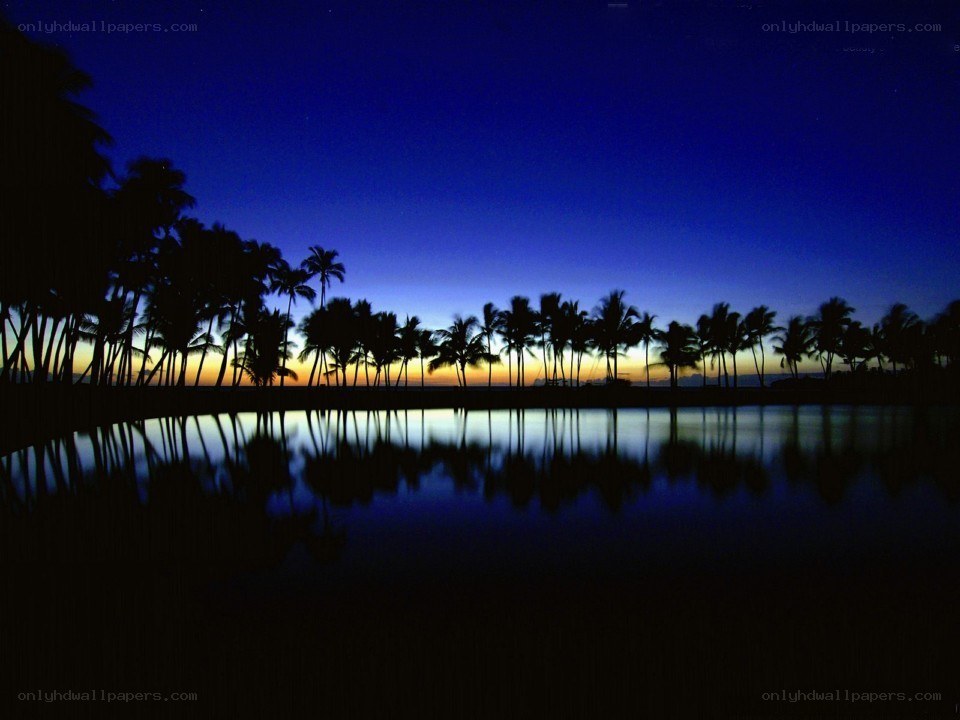 palm trees at twilight