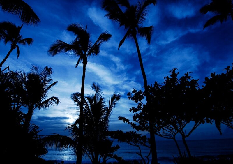 Palm trees at twilight