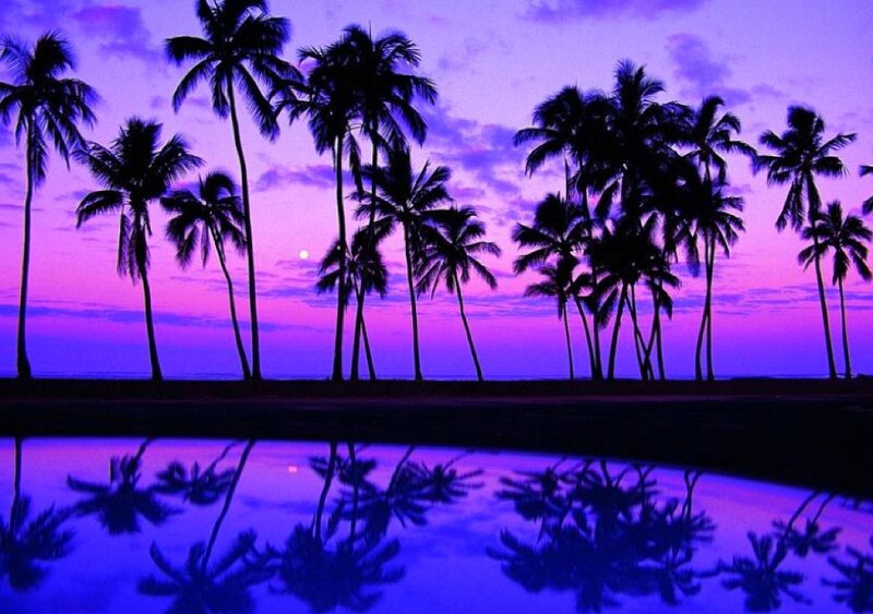 palm trees at twilight