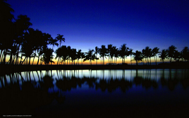 palm trees at twilight