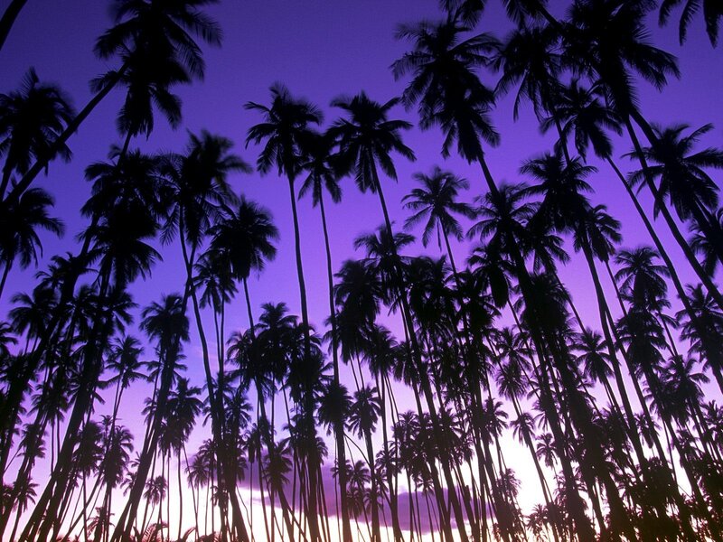 palm trees at twilight