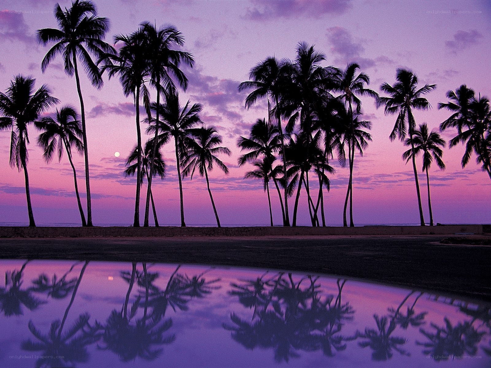 palm trees at twilight