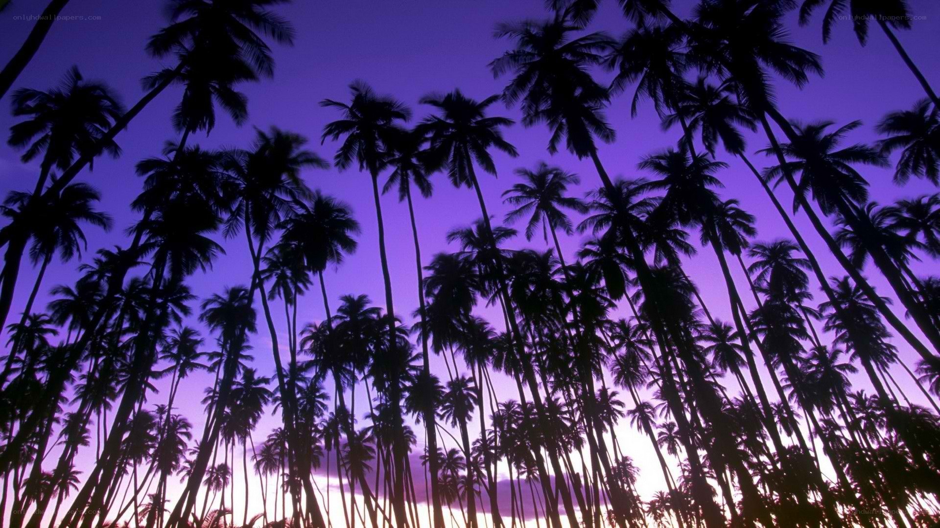 palm trees at twilight