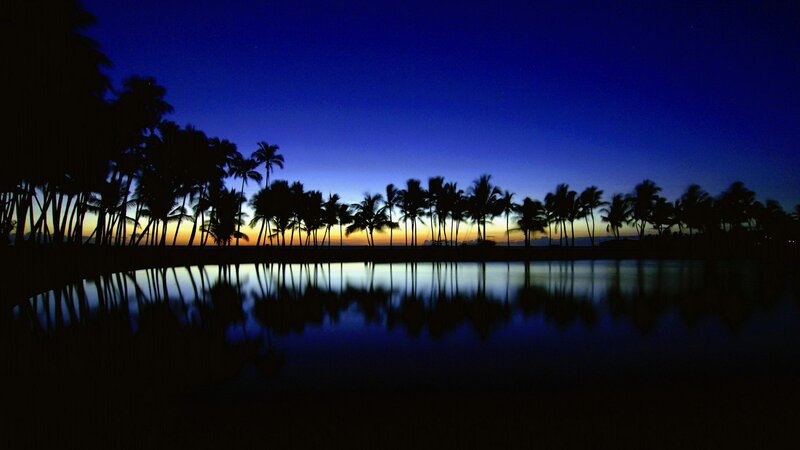 palm trees at twilight