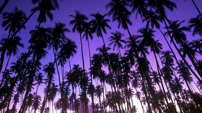 palm trees at twilight