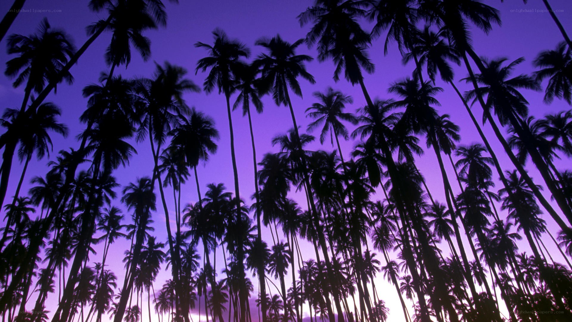 palm trees at twilight