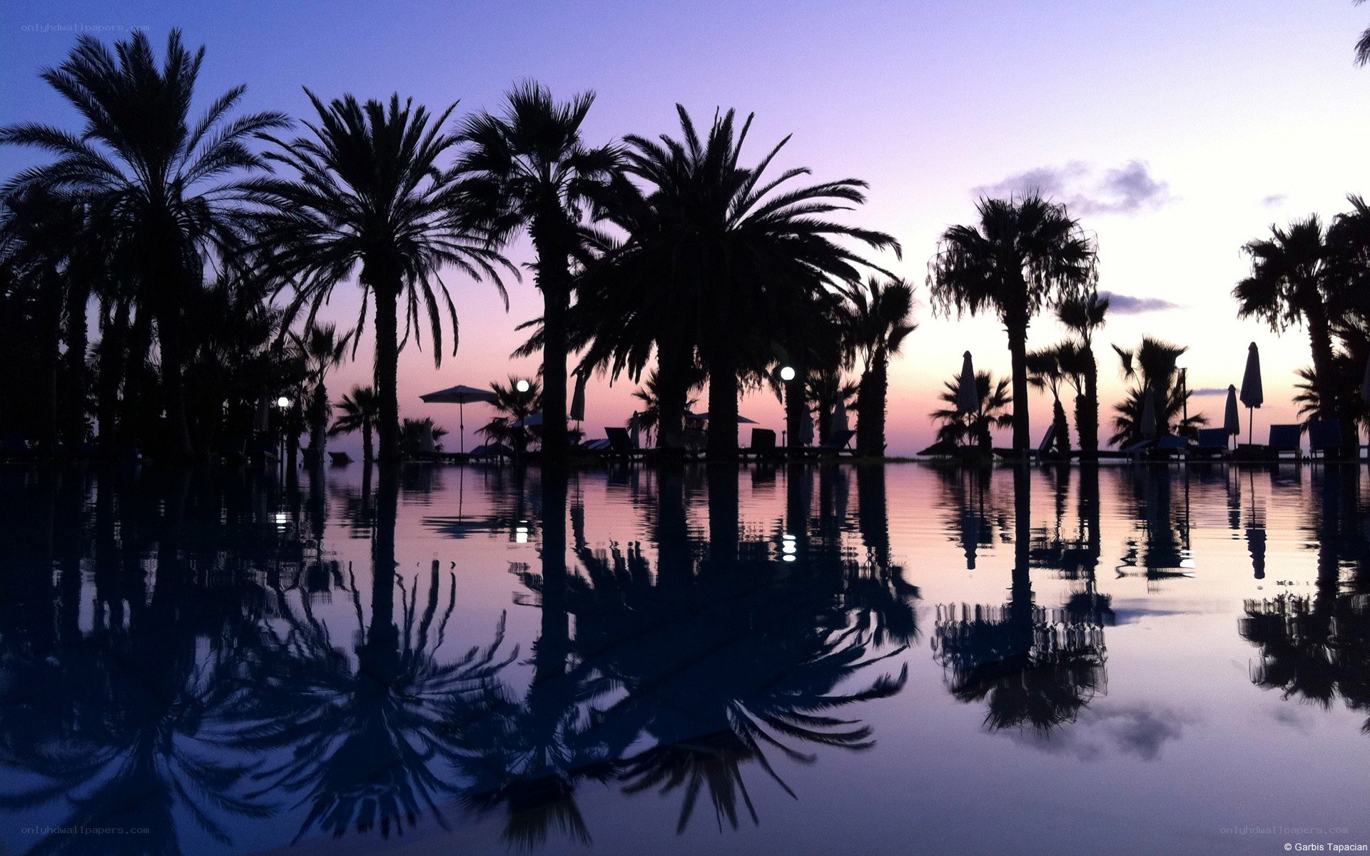 palm trees at twilight by pool