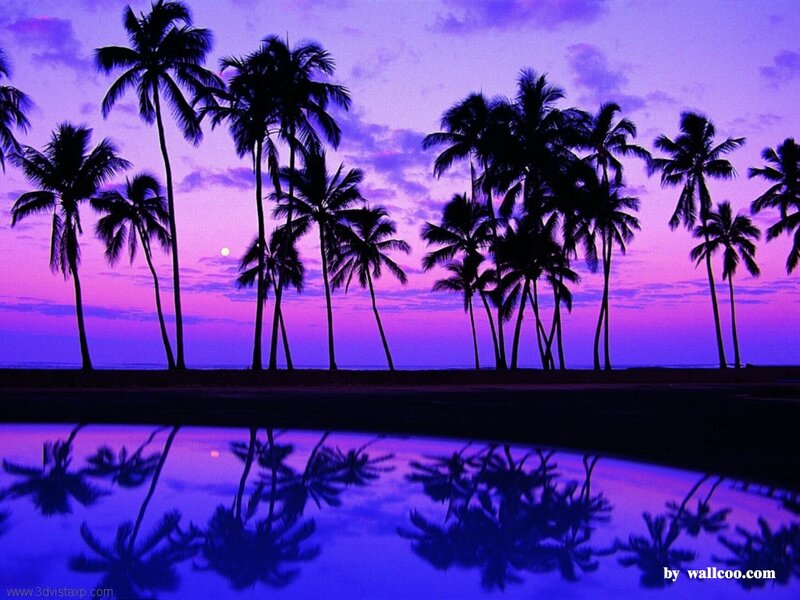 Palm Trees at Twilight — Purple