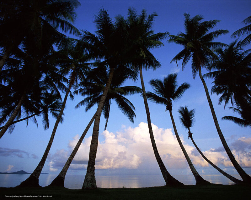 Palm trees at twilight