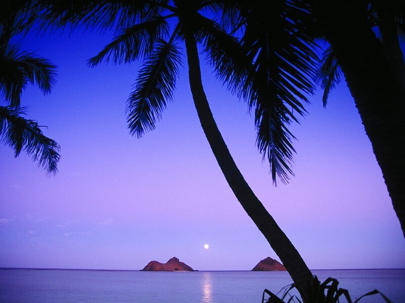 Palm trees at twilight with moon