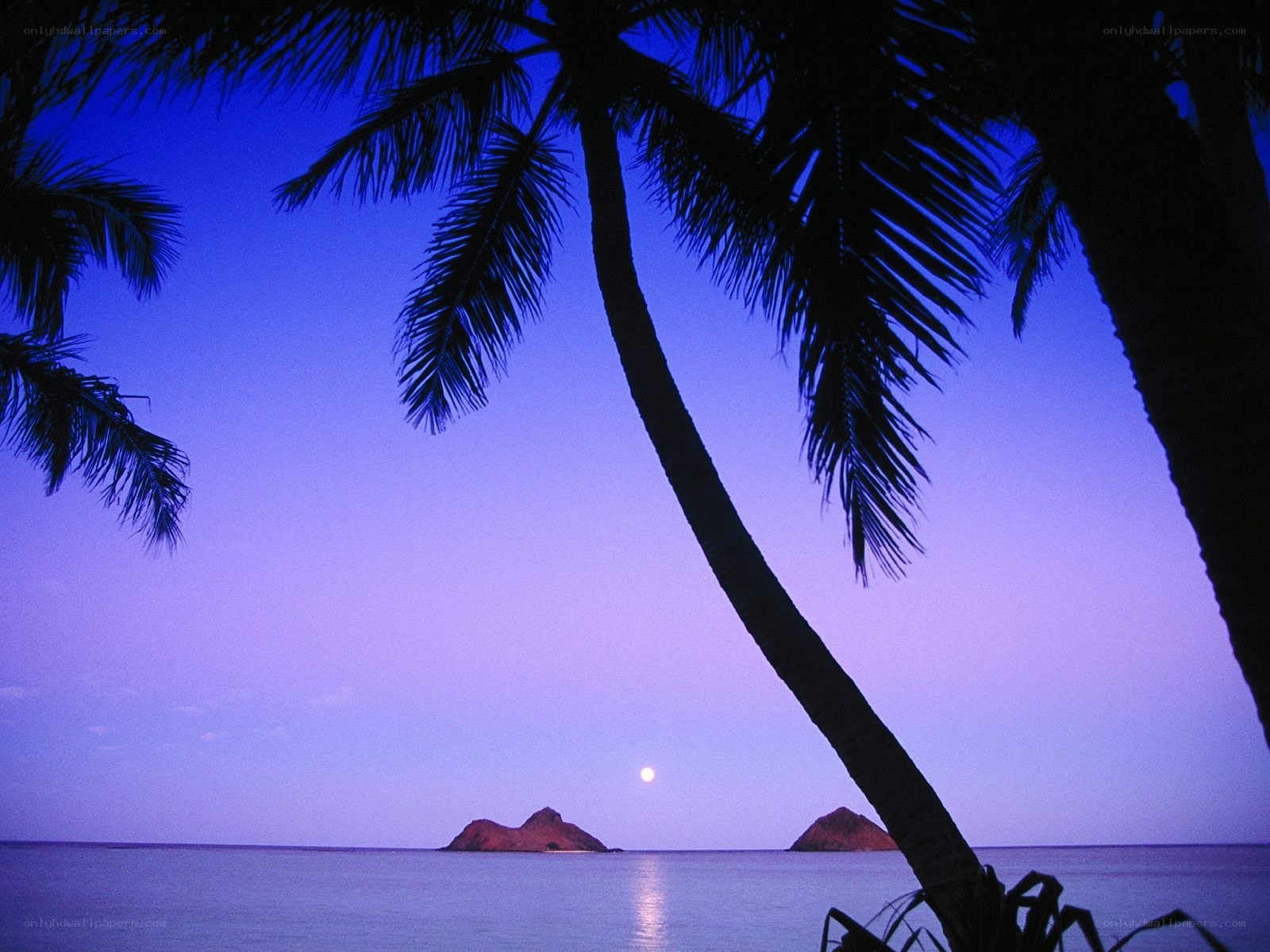 Palm trees at twilight with moon