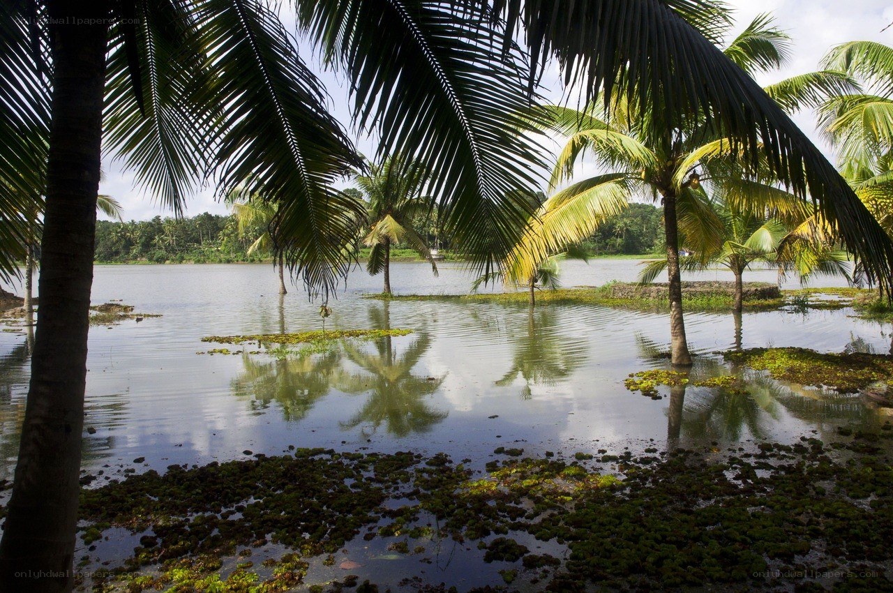 Palm trees by a calm lake