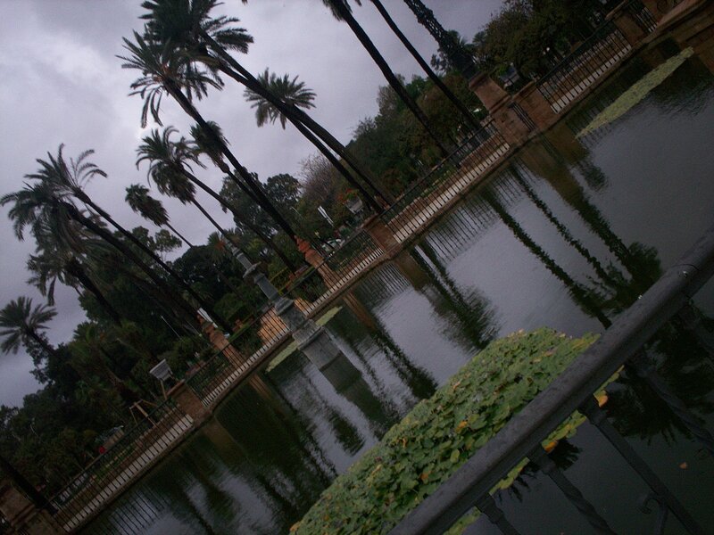 Palm trees by a pond