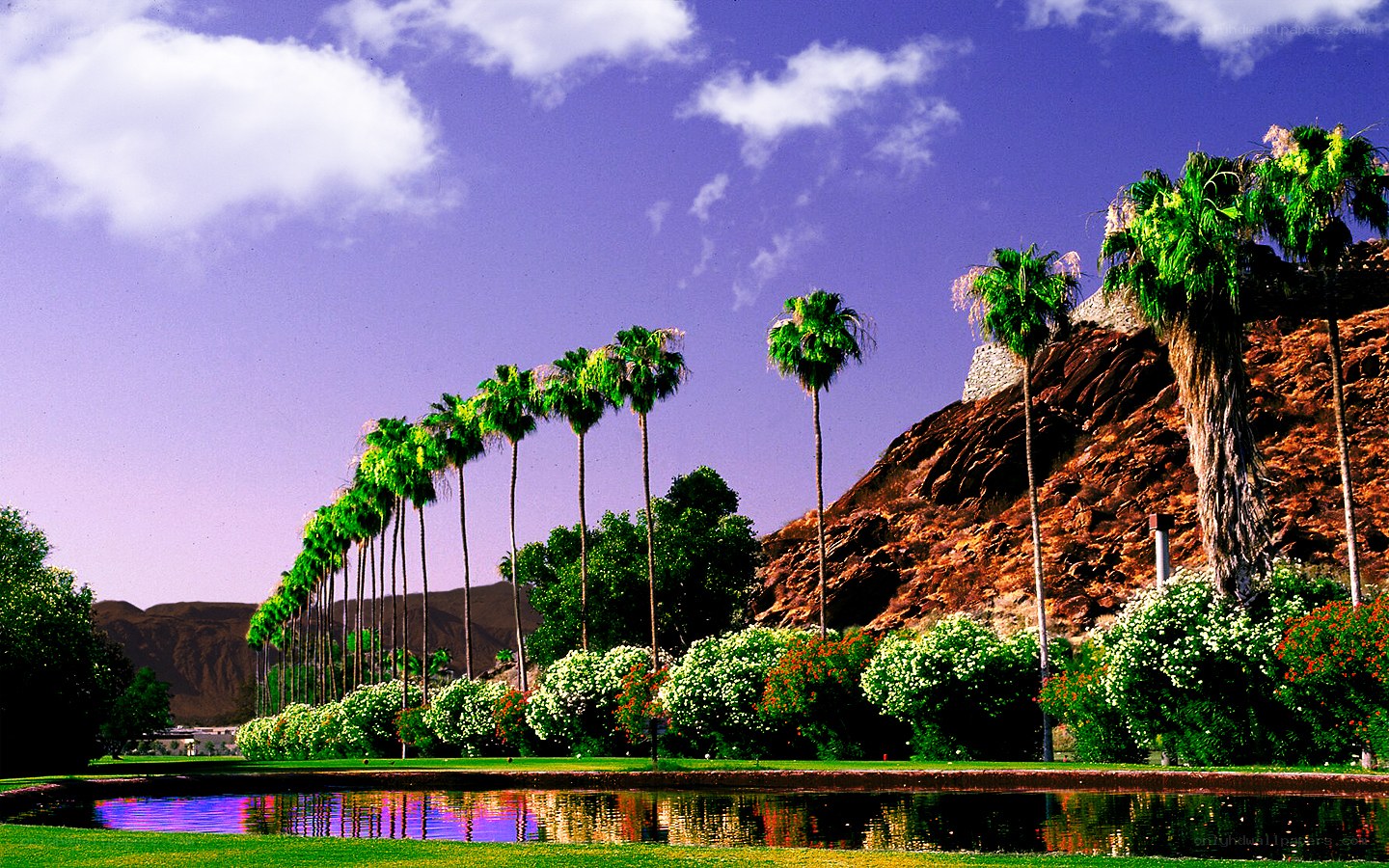 Palm trees by a pond