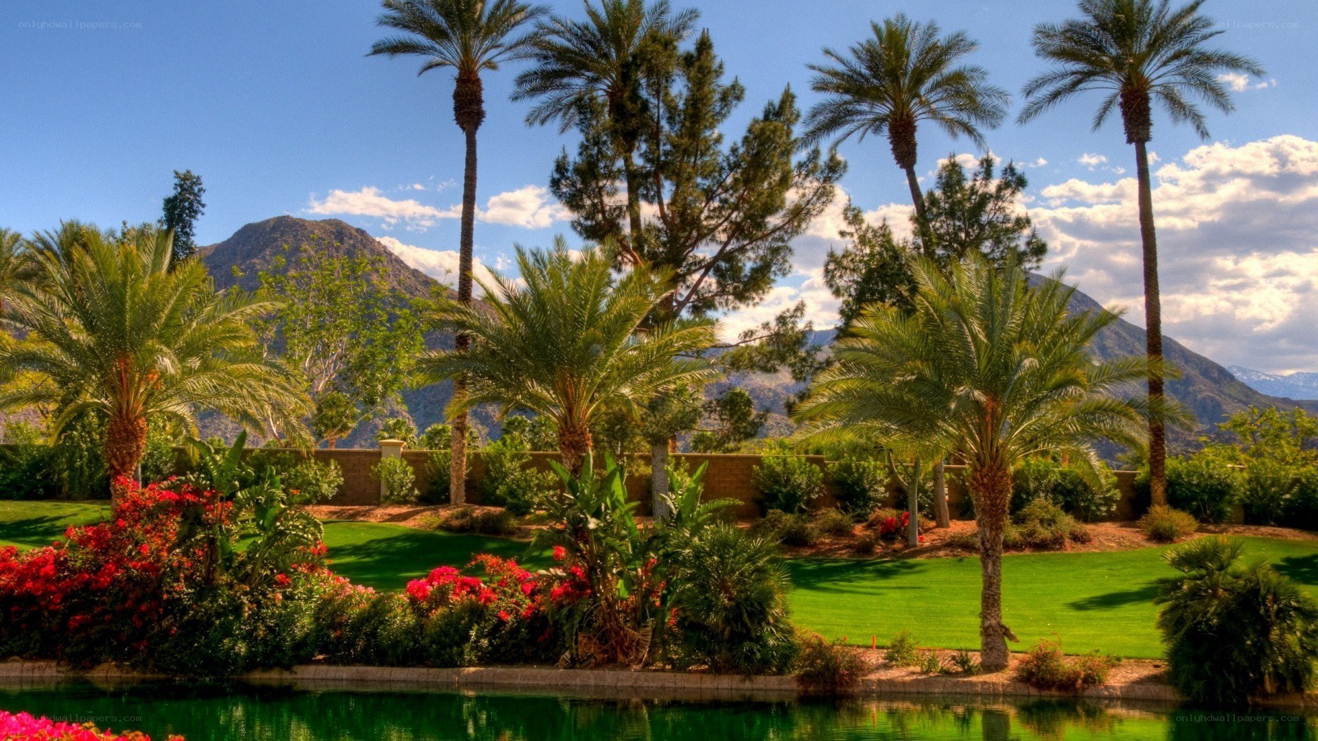 Palm trees by a pond with mountains