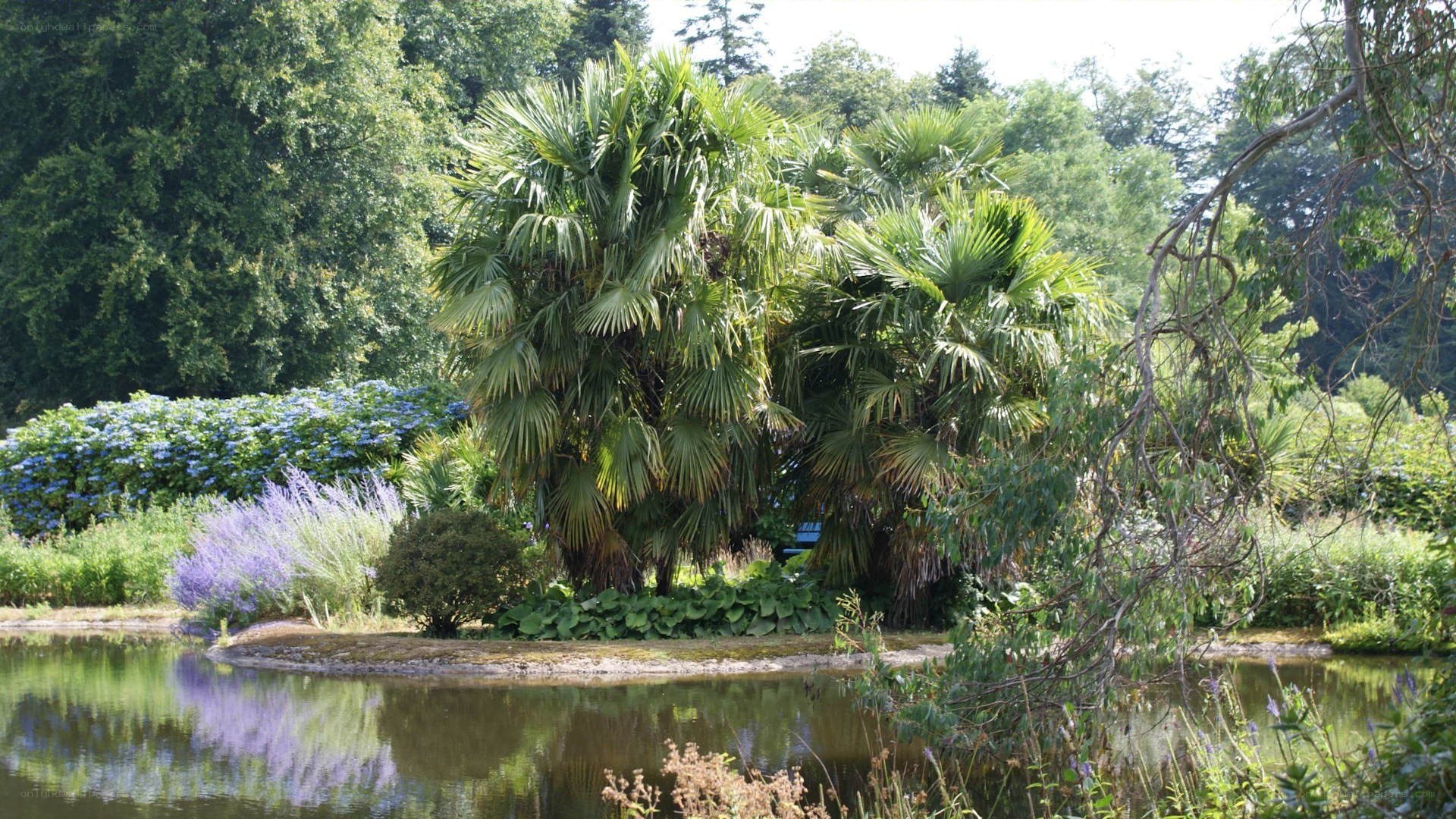 Palm trees by a pond
