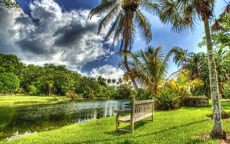 Palm trees by a tranquil pond