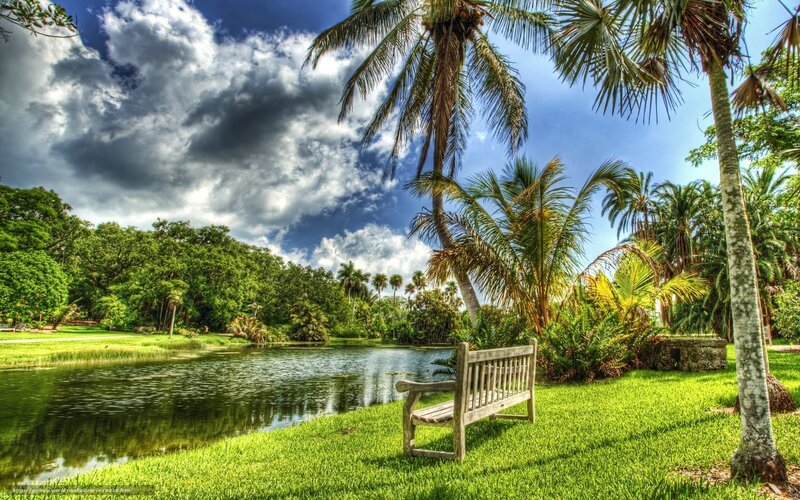 Palm trees by a tranquil pond