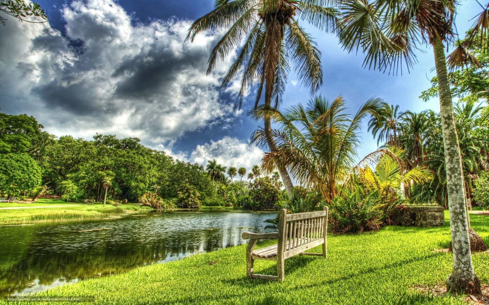 Palm trees by a tranquil pond