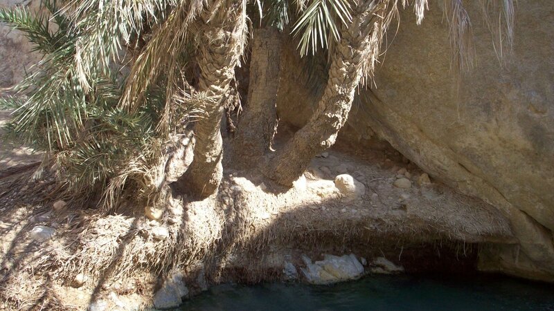 Palm trees by a water pool