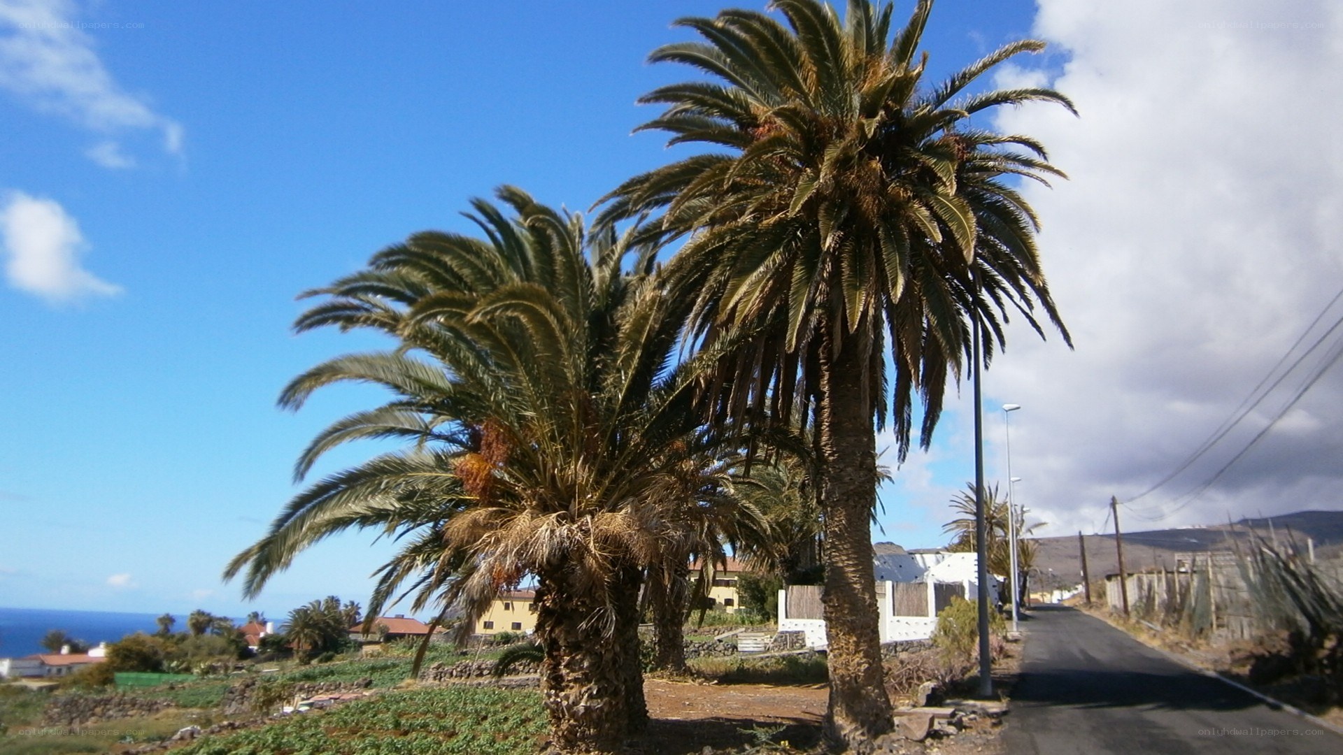 Palm trees by coastal road
