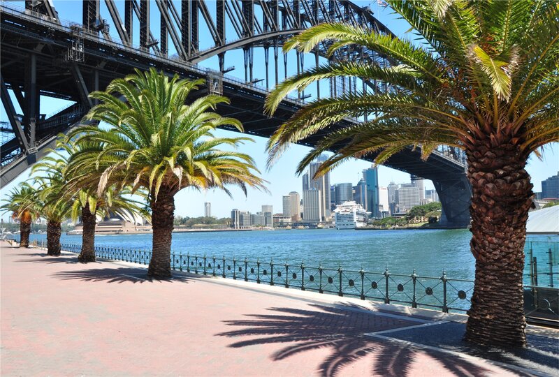 Palm Trees by Harbor