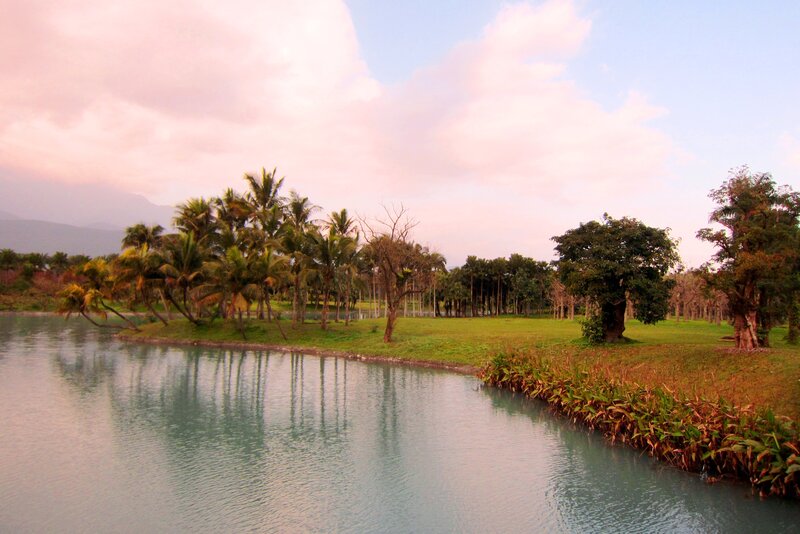 Palm Trees by Lake — Green, Serene