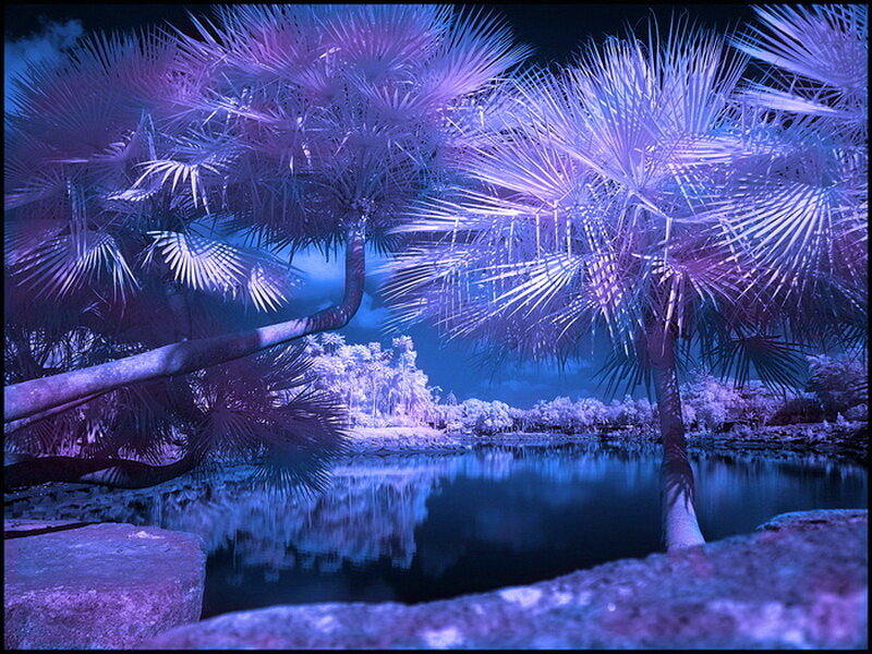 Palm Trees by Lake — Purple