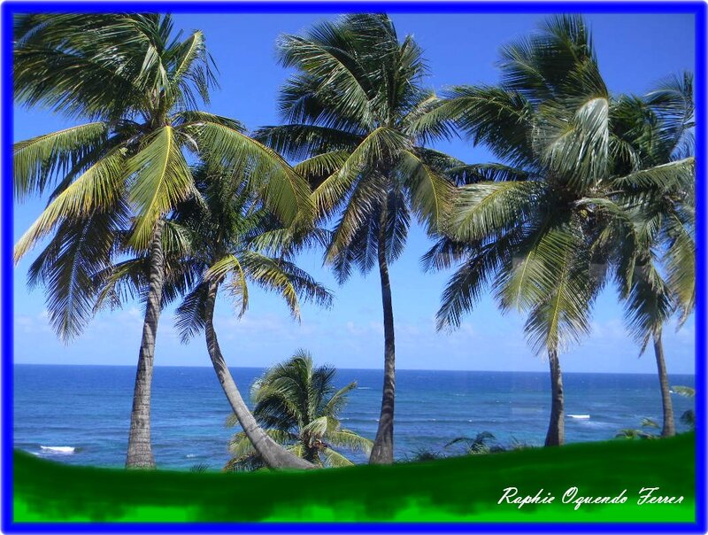 Palm Trees by Ocean — Blue, Serene, Afternoon, Photograph