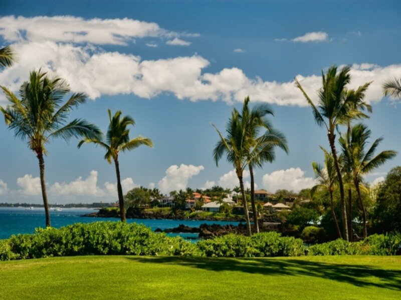 Palm Trees by Ocean — Green