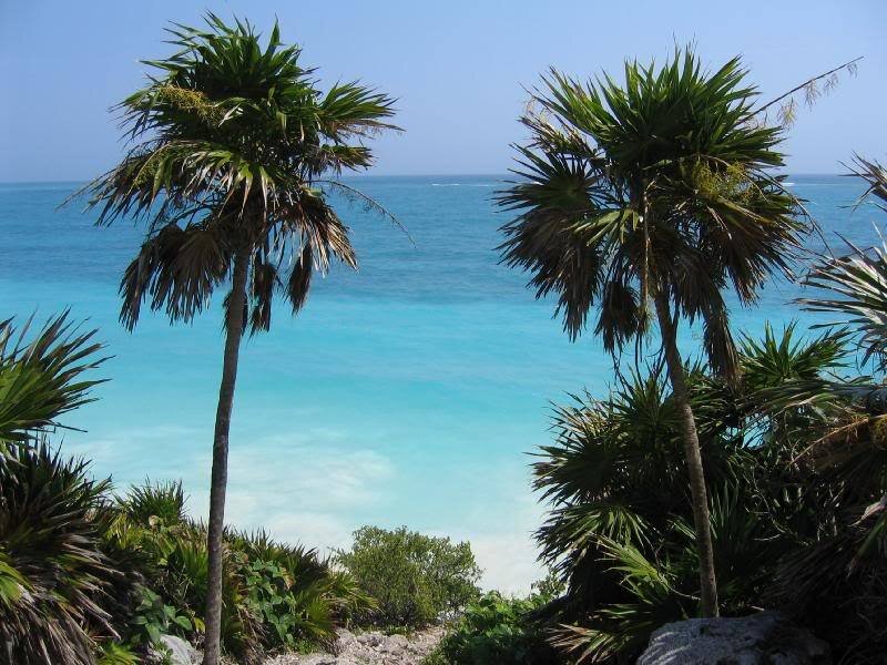 Palm Trees by Ocean