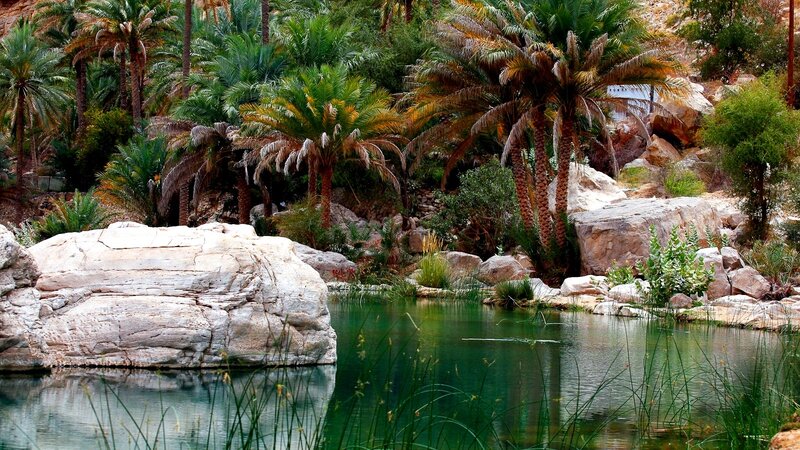 Palm Trees by Pond — Green, Serene