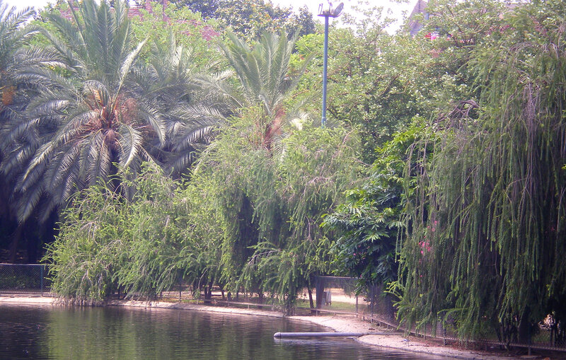 Palm Trees by Pond