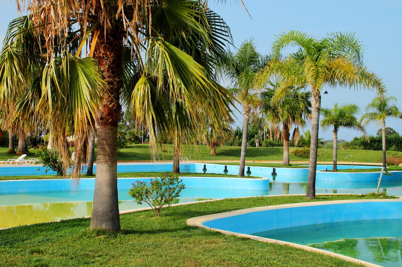 Palm Trees by Pools