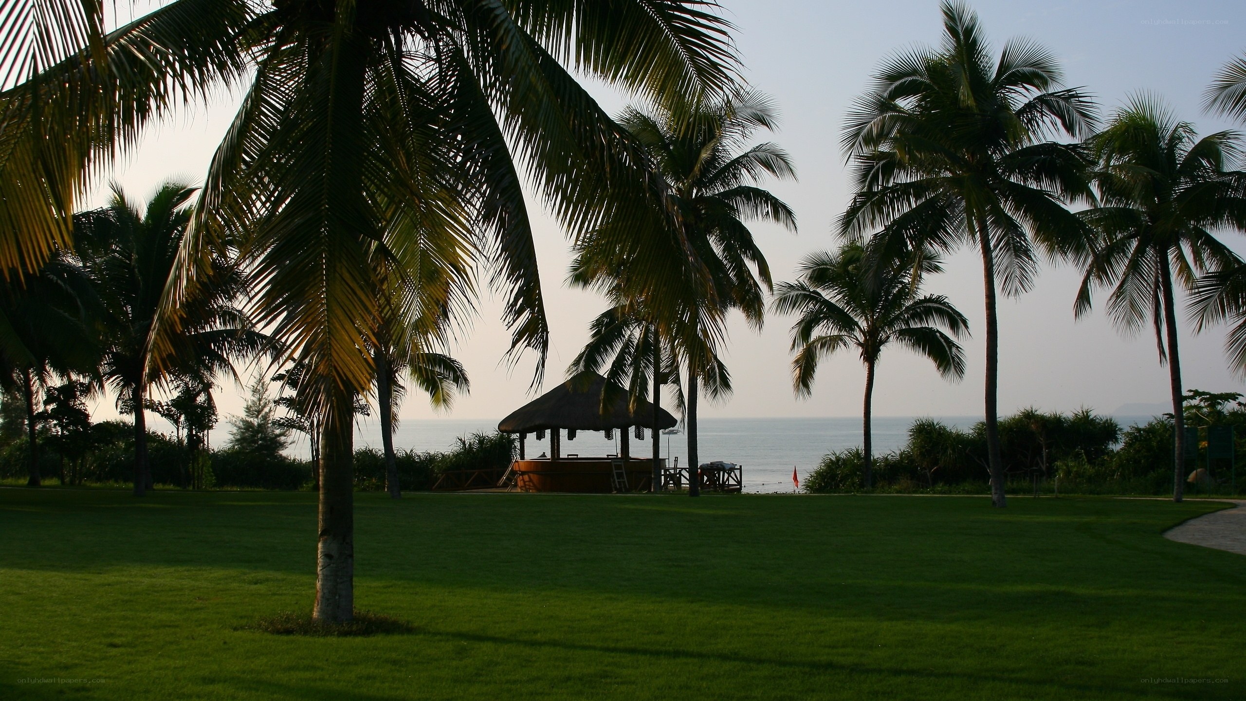 Palm trees by the ocean