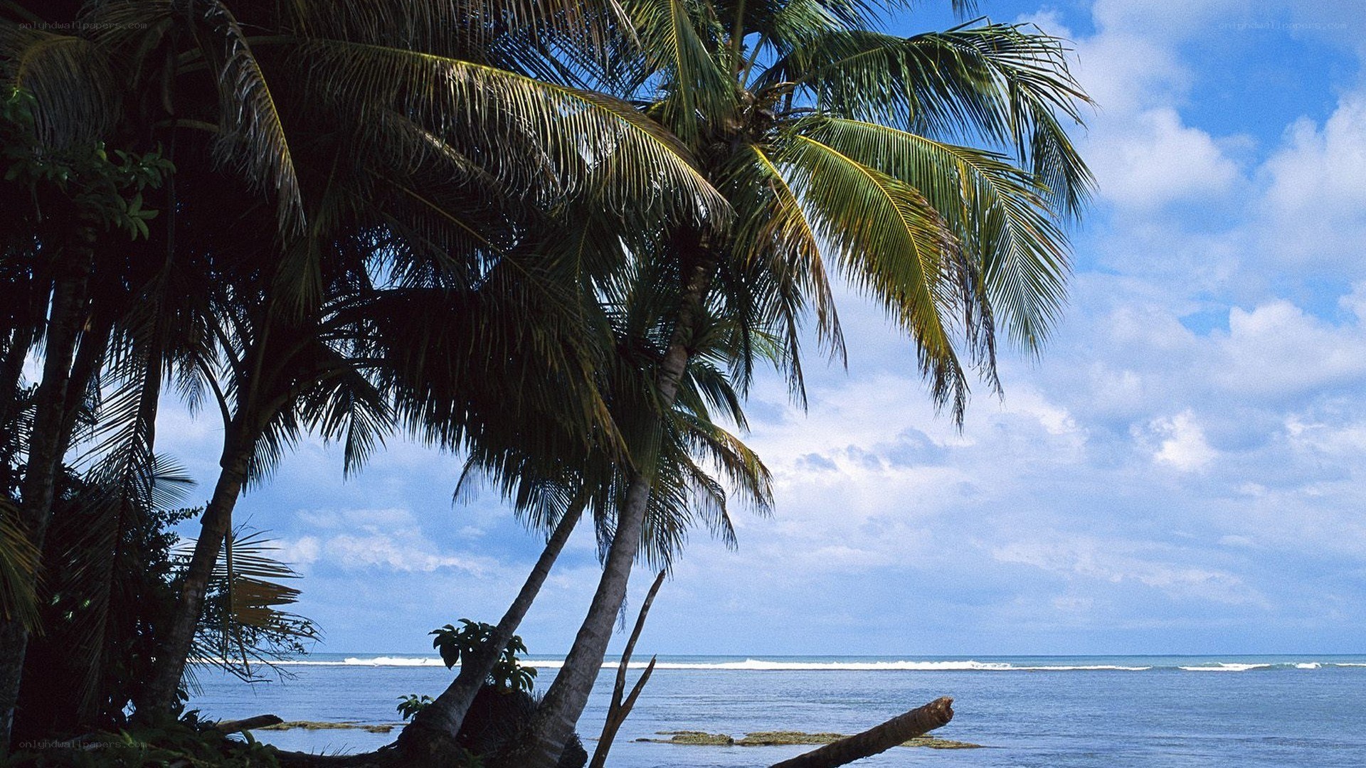 Palm trees by the ocean