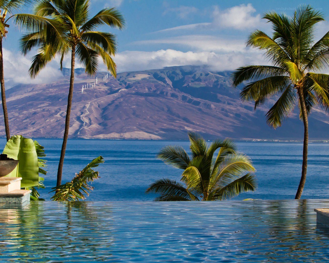 Palm trees by the ocean